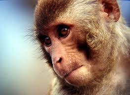 تولید بچه میمون از سلول های بنیادی