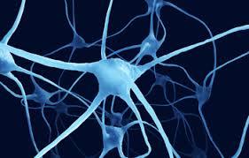 تبدیل مستقیم سلول های پوستی به نورون های حرکتی