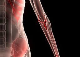 نقش آنتن های سلولی در تشکیل چربی در عضلات