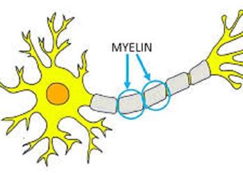 اثرات تحریکی میلین روی سلول های عصبی جوان