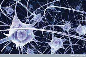 بازبرنامه ریزی سلول های پوستی به سلول های مغزی
