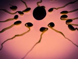 شناسایی ژن های باروری لازم برای سلول های بنیادی اسپرمی
