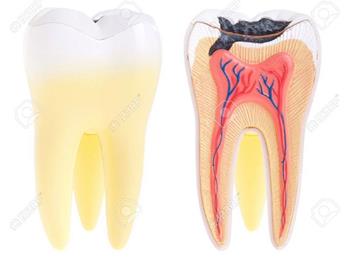 رشد دوباره بافت دندان با استفاده از سلول های بنیادی دندان کودک 