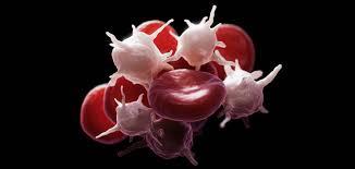 ردیابی منشا سلول های بنیادی خون ساز