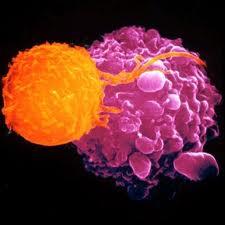 چگونه تصادفی بودن به بقای سلول های سرطانی کمک می کند