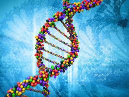 تاخوردن سه بعدی DNA الگویی در تشکیل سلول های عضلانی قلبی