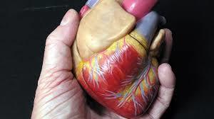 پیوند سلول های بنیادی مشتق از مغز استخوان به قلب، ممکن است عملکرد آن را بهبود ببخشد