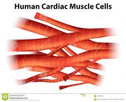 تولید ریز عضله قلبی از سلول های بنیادی