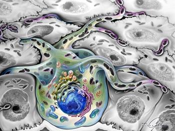 رشد پیش سازها برای سلول های رنگدانه دار انسانی