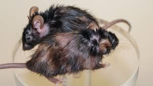 پپتیدی که سلول های پیر را هدف قرار می دهد موجب احیای توان، عملکرد کلیوی و موهای موش های پیر می شود