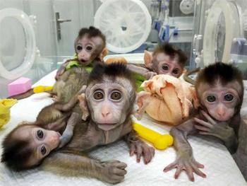 کلون شدن میمون های ویرایش ژنی شده در چین