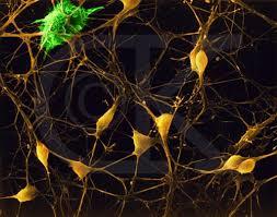 استفاده از نورون های مشتق از سلول های بنیادی برای شناسایی سمیت عصبی 