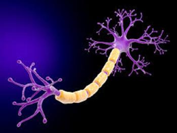 سلول های بنیادی می توانند به نورون تمایز یابند و ممکن است برای درمان سکته مفید باشند