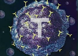 داربست های ایمپلنت شده حامل سلول های T ، خیلی سریع تومورها را چروکیده می کنند