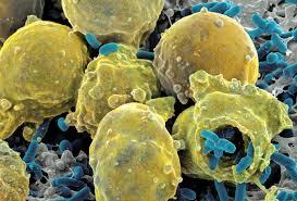 آیا سلول های بنیادی ارتباط بین باکتری ها و سرطان هستند؟
