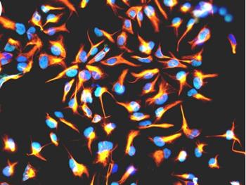 تقویت کارخانه نورونی: شناسایی یک تعدیل کننده هویت سلول های بنیادی