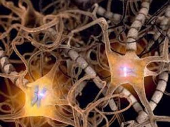 چگونه فیبرهای عصبی طی تکوین اولیه وارد طناب نخاعی می شوند