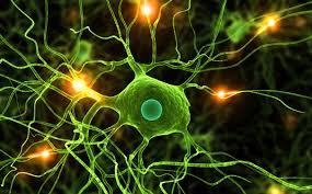 آشکارسازی منشا ژنتیکی نورون های جدید در مغز با استفاده از تکنولوژی های جدید