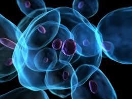 برنامه ریزی سلول های بنیادی برای ترمیم یا بازسازی سلول های آسیب دیده