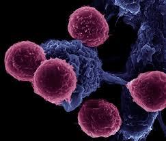 سلول های ایمنی مطابق از نظر ایمنی مانع از رد پیوند شبکیه در جانوران می شوند