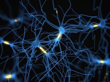 چگونه سلول های بنیادی مغزی فعال می شوند