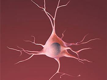 راهی جدید برای تولید انبوه نورون های انسانی برای مطالعه اختلات عصبی روانی