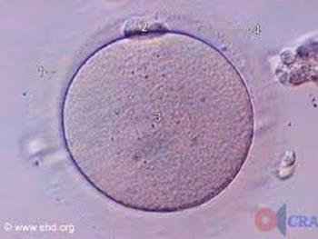 تولید سلول های بنیادی از تخمک های موش های پیر