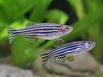 چگونه یک موتاسیون ژنی در ماهی به کنترل سلول های بنیادی کمک می کند
