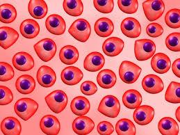 تولید سلول های بنیادی از خون