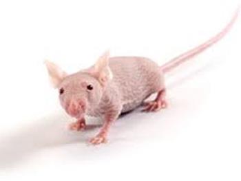 موش های دارای سیستم ایمنی انسانی به تحقیقات سرطان و عفونت کمک می کنند