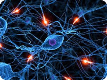 تکوین سلول های بنیادی مغزی به سلول های عصبی جدید و چرا این امر می تواند منجر به سرطان شود