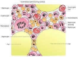 خودنوزایی سلول های بنیادی خونی به محیط پیرامونی بستگی دارد