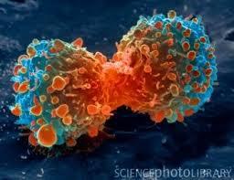 چگونه دو نوع سلول ایمنی از یک جد مشترک منشا می گیرند