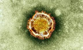 اولین شواهد ارتباط مستقیم بین کرونا ویروس ها و بیماری های عصبی