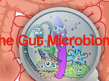 ارتباط ژن/سلول دیدگاه های جدیدی را در مورد چگونه سالم ماندن میکروبیوم گوارشی ارائه می دهد