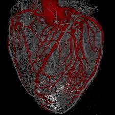 استفاده از سلول های بنیادی برای رشد قلب