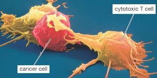 کنترل تقسیم سلول ها ی  Tدربهبود ایمونوتراپی سرطان موثراست