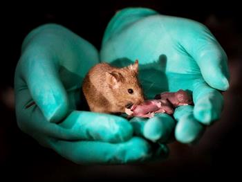 استفاده از تکنولوژی های ویرایش ژنومی برای تولید موش هایی با دو والد یکسان