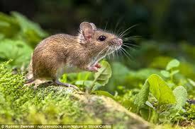 زمانی که نورون ها متولد می شوند روی رفتار بویایی در موش اثر می گذارند