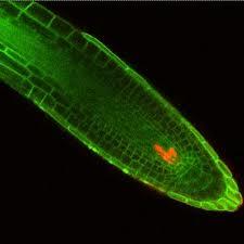 چگونه سلول های بنیادی گیاهی در برابر آسیب های ژنتیکی محافظت می شوند