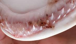چگونه کوسه ها می توانند به ما کمک کنند دندان های خودمان را مجددا رشد دهیم!!!