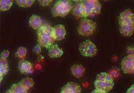 کشت متوالی سلول ها روی داربستهای نانورُس شبه زیستی موجب تشکیل توموروئیدهای سه بعدی می شود
