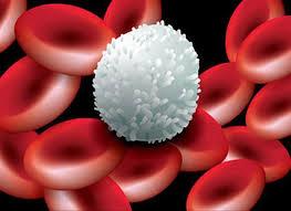 چگونه سلول های سفید خونی با سرعت خود را به ناحیه عفونت می رسانند
