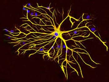 کشف تنوع آستروسیت ها در سیستم عصبی 