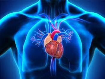 مکانیسم های فعال شونده بوسیله سلول های بنیادی که در بهبودی قلب بعد از حملات قلبی مشارکت می کنند