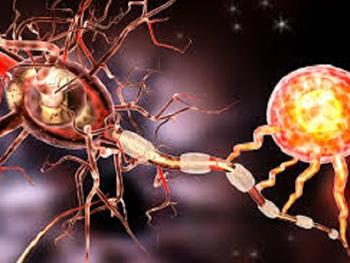 مطالعه ای جانوری نشان می دهد که سلول های مغز انسانی آسیب ناشی از مولتیپل اسکلروزیس(MS) را ترمیم می کنند