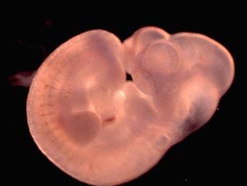 ساخت مدل جنینی پستاندان از سلول های بنیادی 
