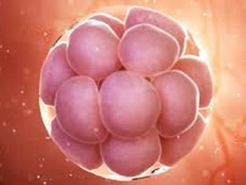 راه جدیدی برای مطالعه تکوین و بارداری با استفاده از سلول های بنیادی