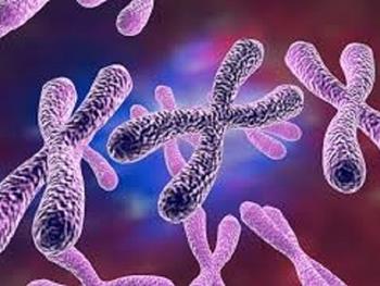 سلول های بنیادی جنینی استراتژی خودشان را برای حفاظت از انتهای کروموزومی شان دارند
