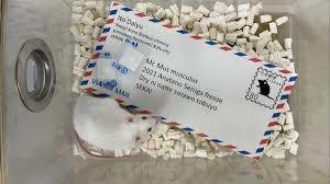 تولد نوزاد موش از اسپرم های منجمد و خشک ارسال شده توسط یک پاکت نامه 